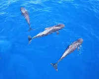 Freebird Catamaran Dolphin & Whalewatching  ONLY WHEN RESIDING IN SOUTH OF TENERIFE  